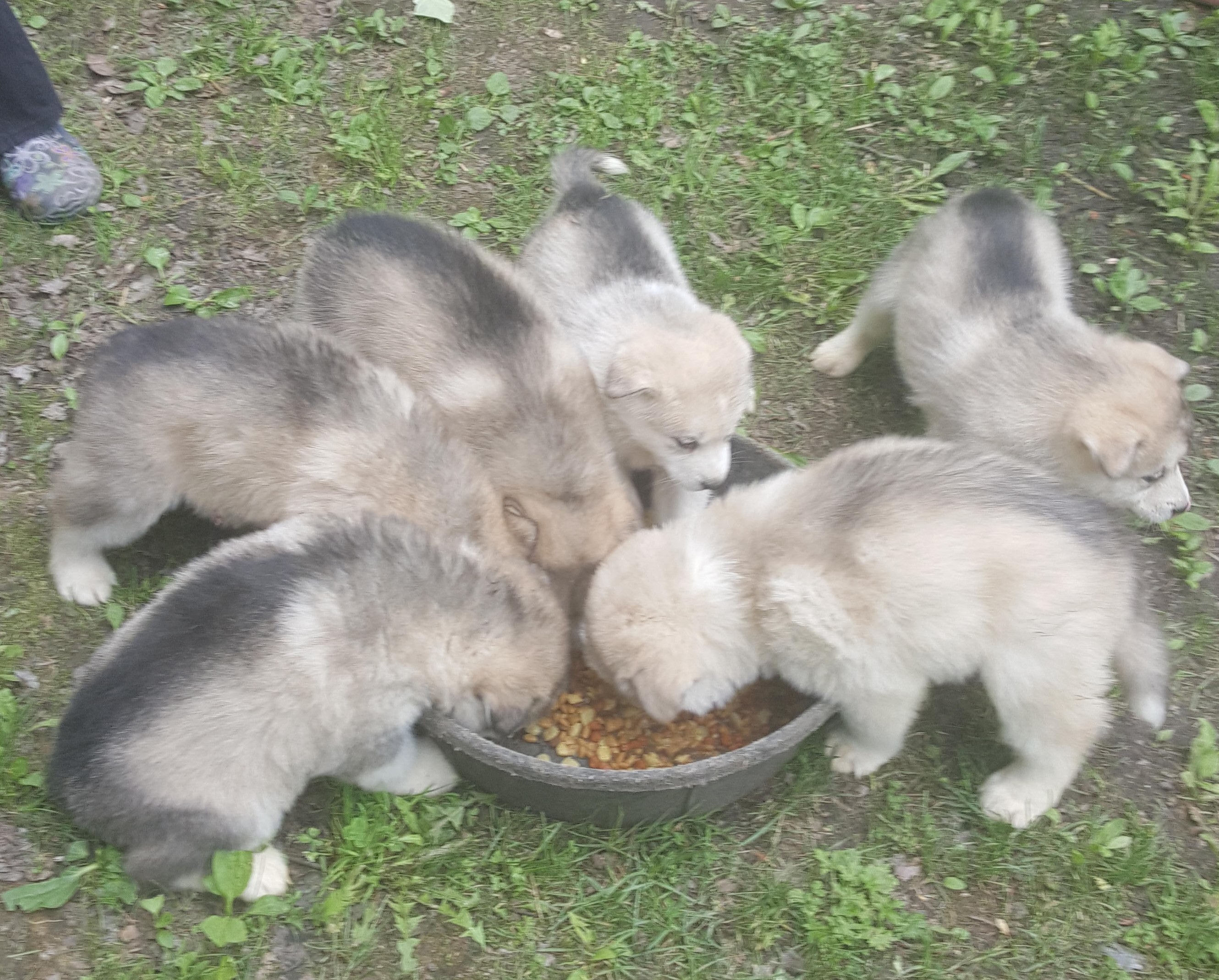Malamute Puppies eating