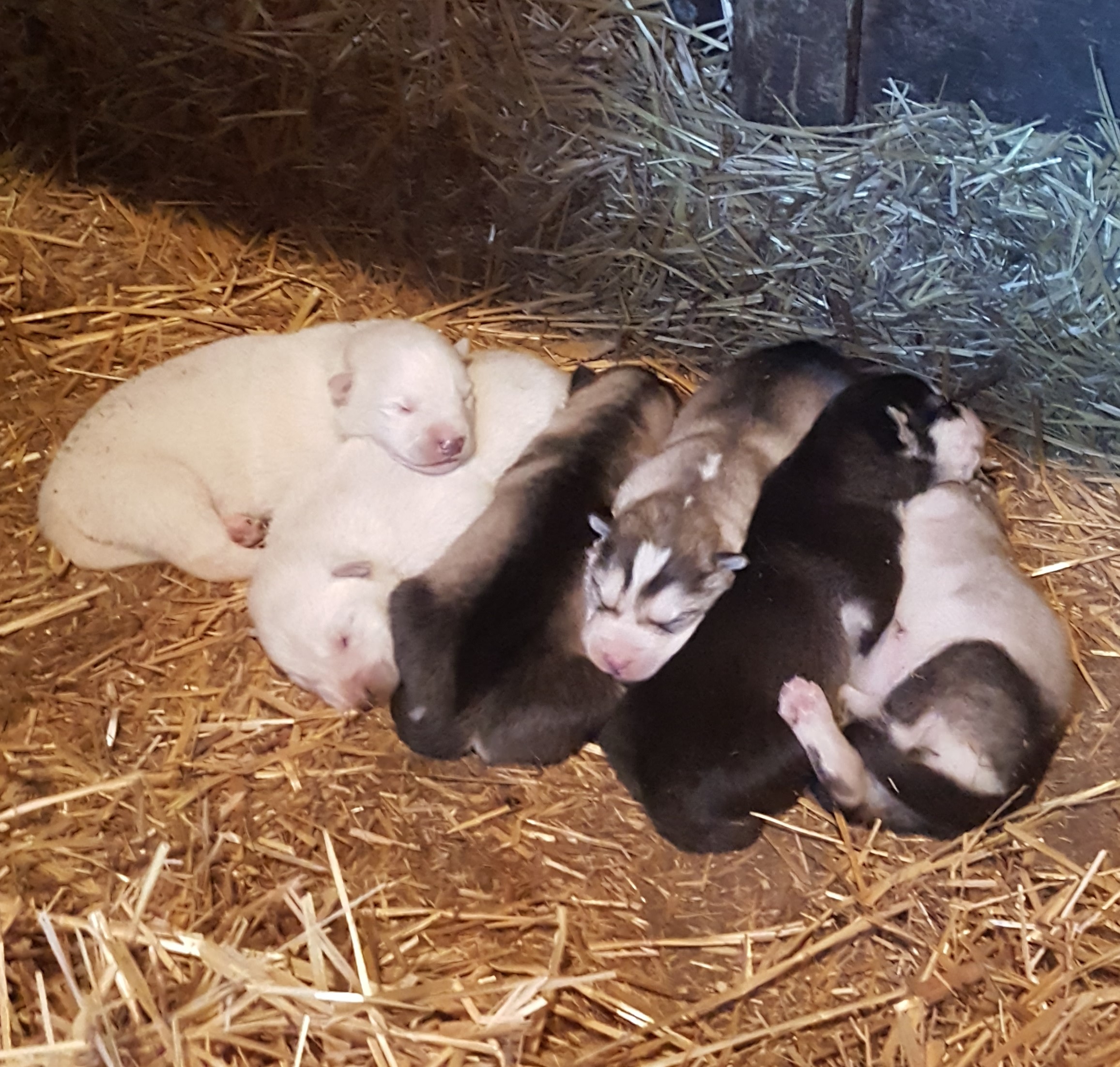 Puppies ready to re-home January 15, 2021