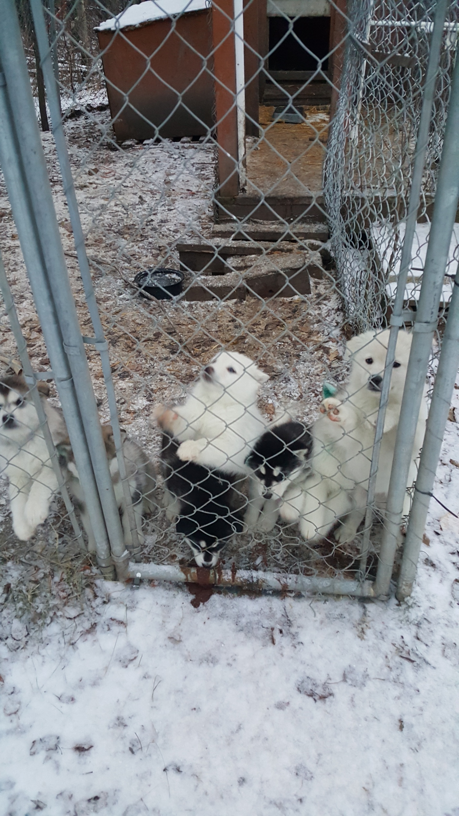 Updated Malamute Pups Jan 5 2021