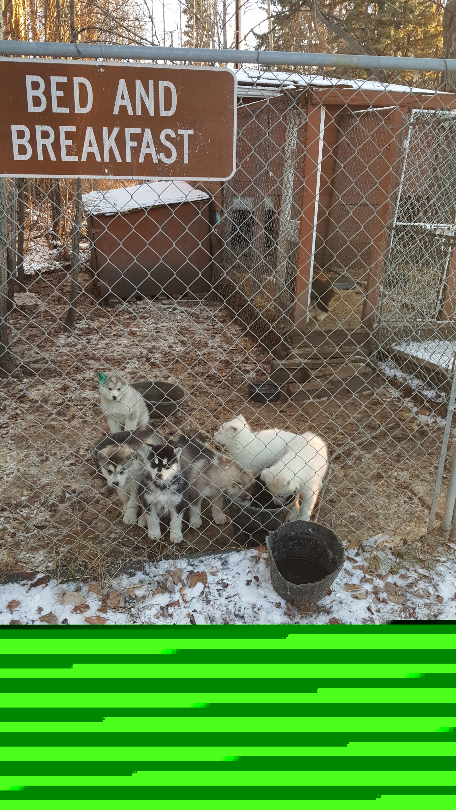 Updated Malamute Pups Jan 5 2021