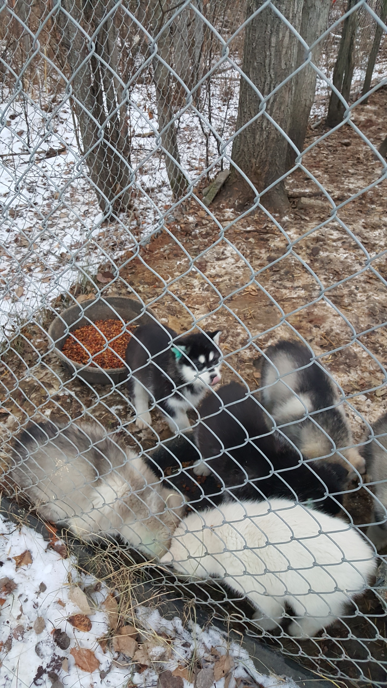 Updated Malamute Pups Jan 5 2021