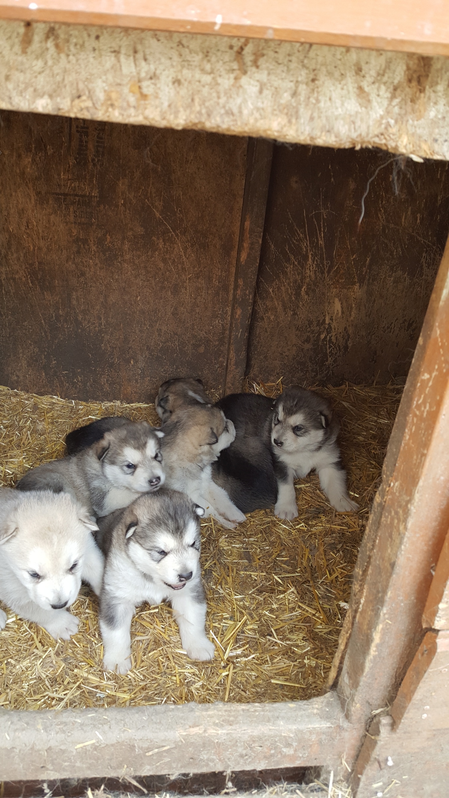 Malamute Puppies