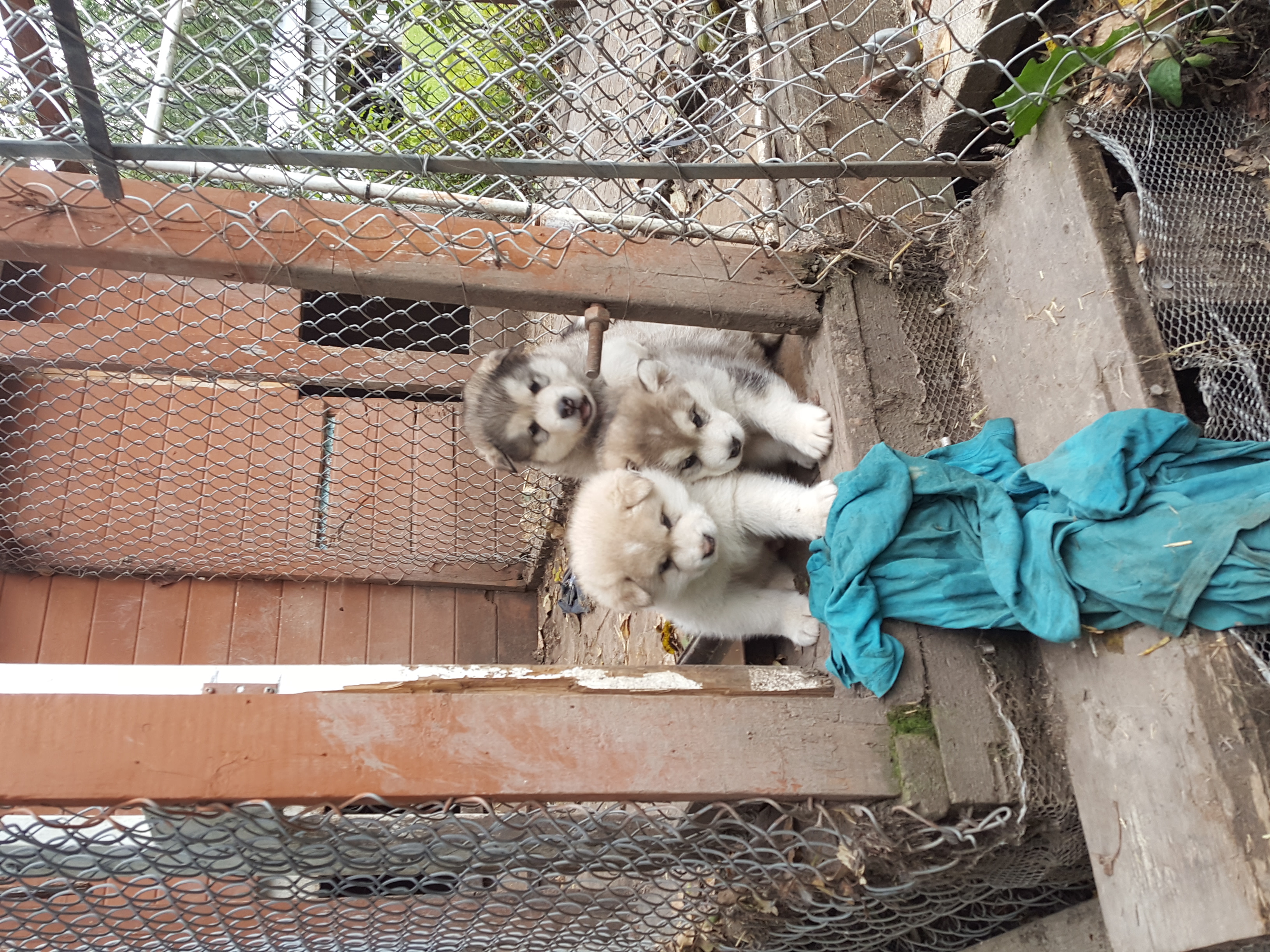 Malamute Puppies October 15 2022