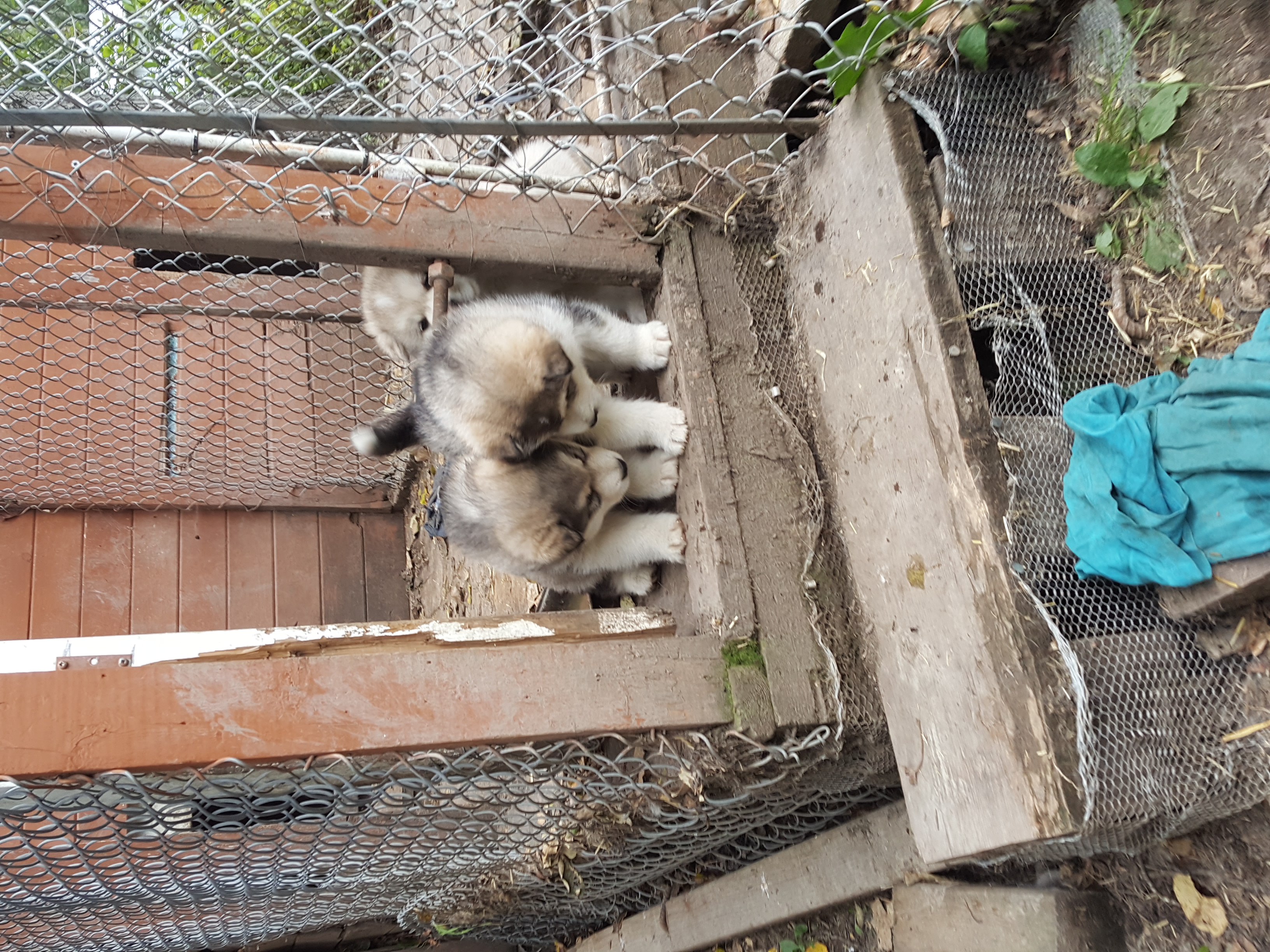 Pictures of Malamute Puppies available October 15 2022