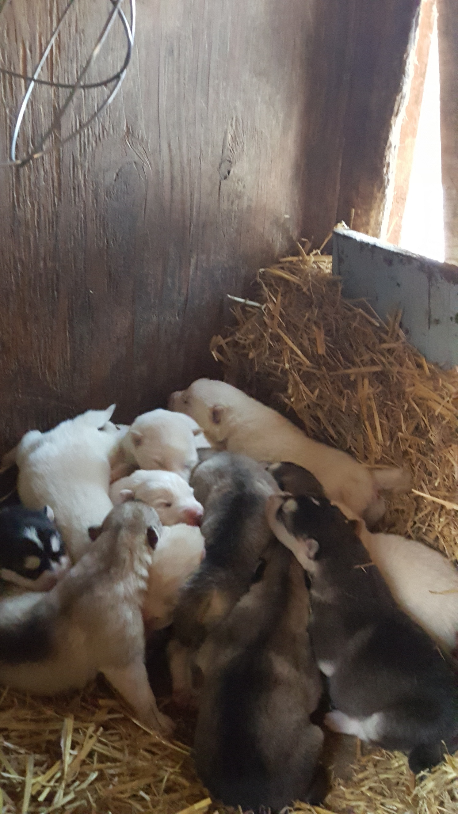 The latest pile of puppies