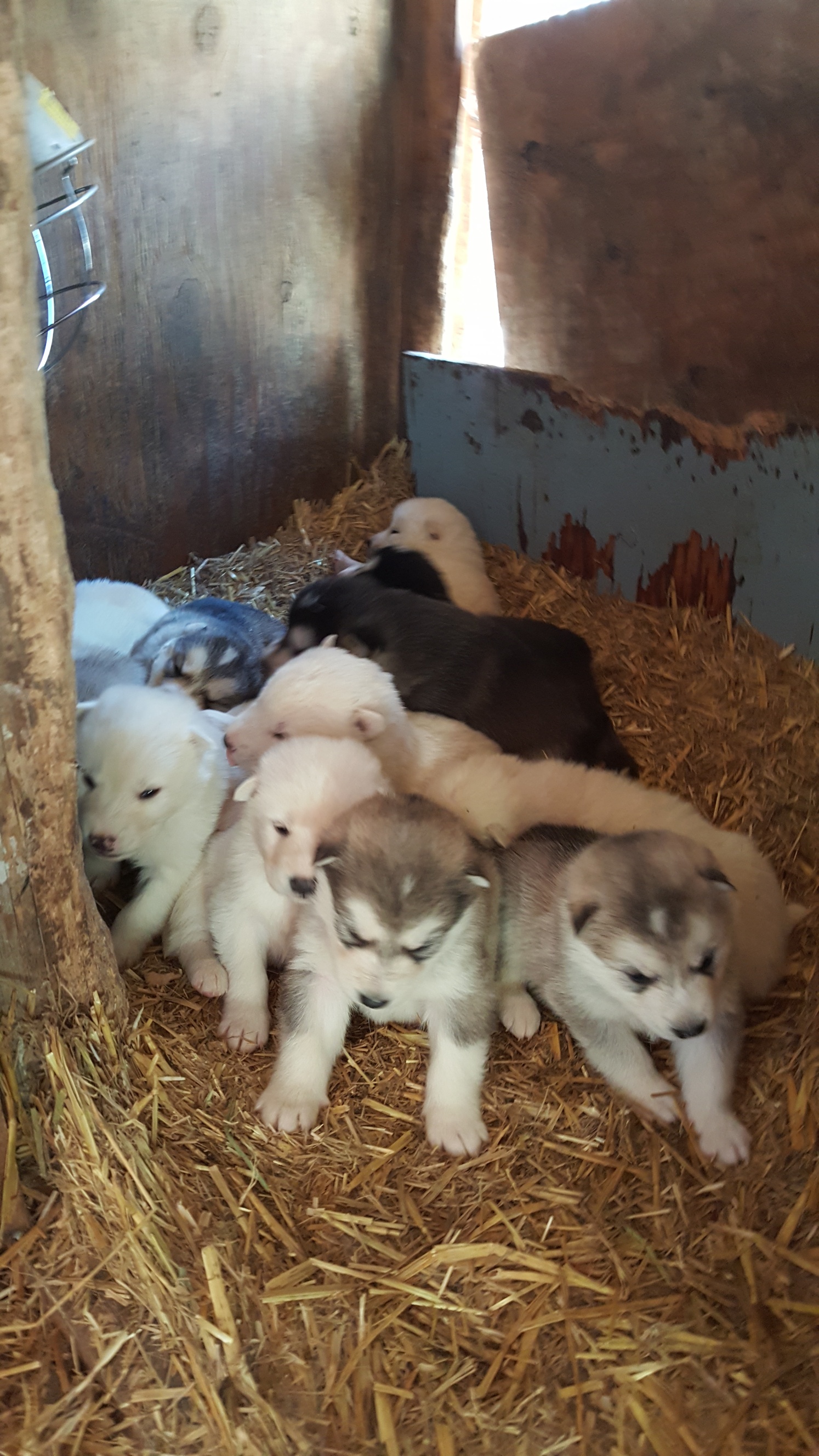 Malamute Puppies March 2023