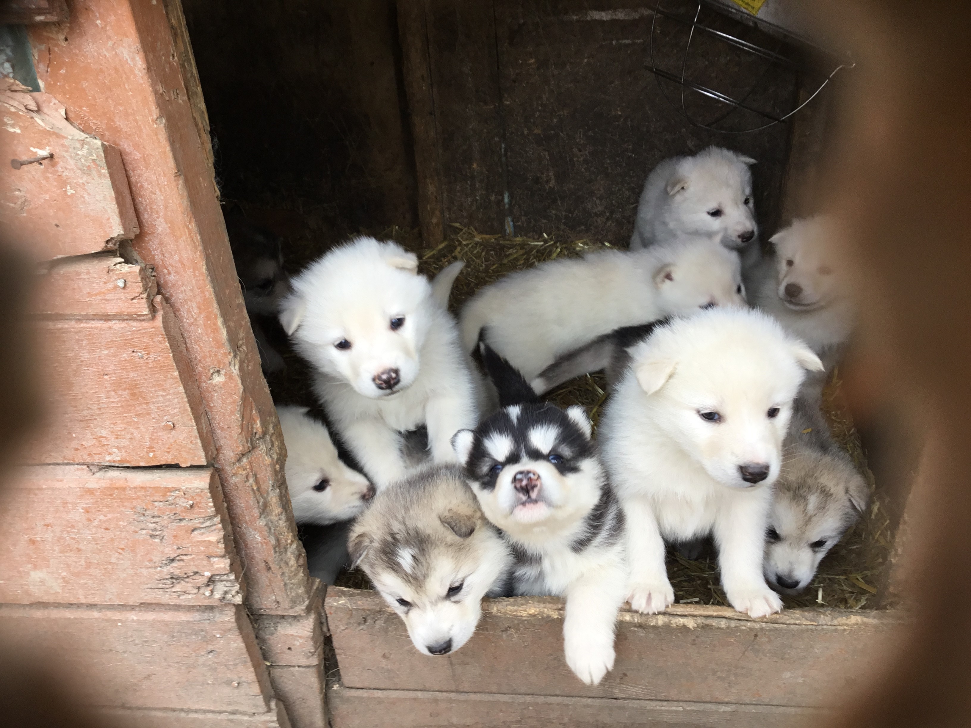 Malamute Puppies at 4 weeks