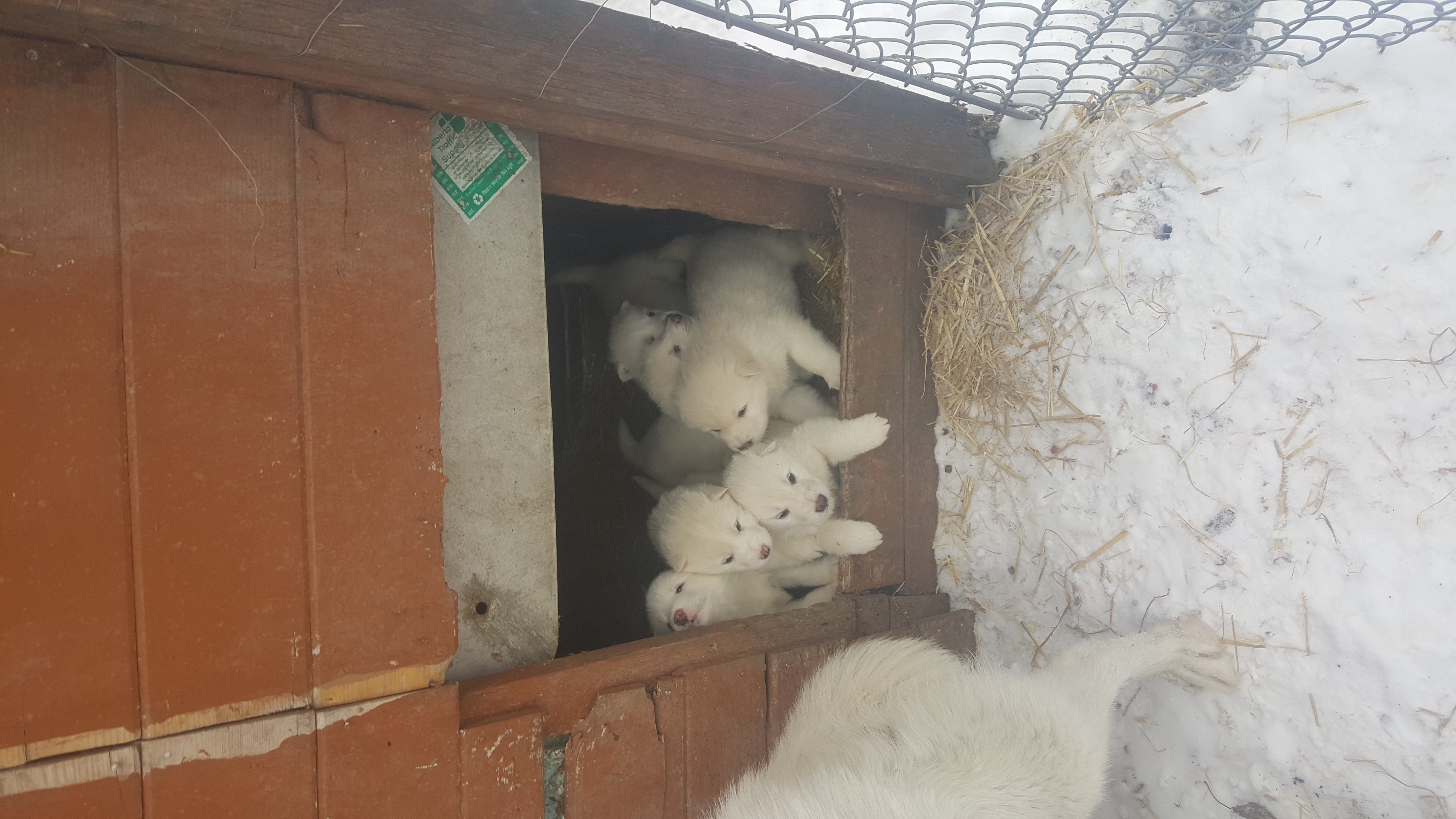 New litter of Puppies Ready for homes April 15 2024