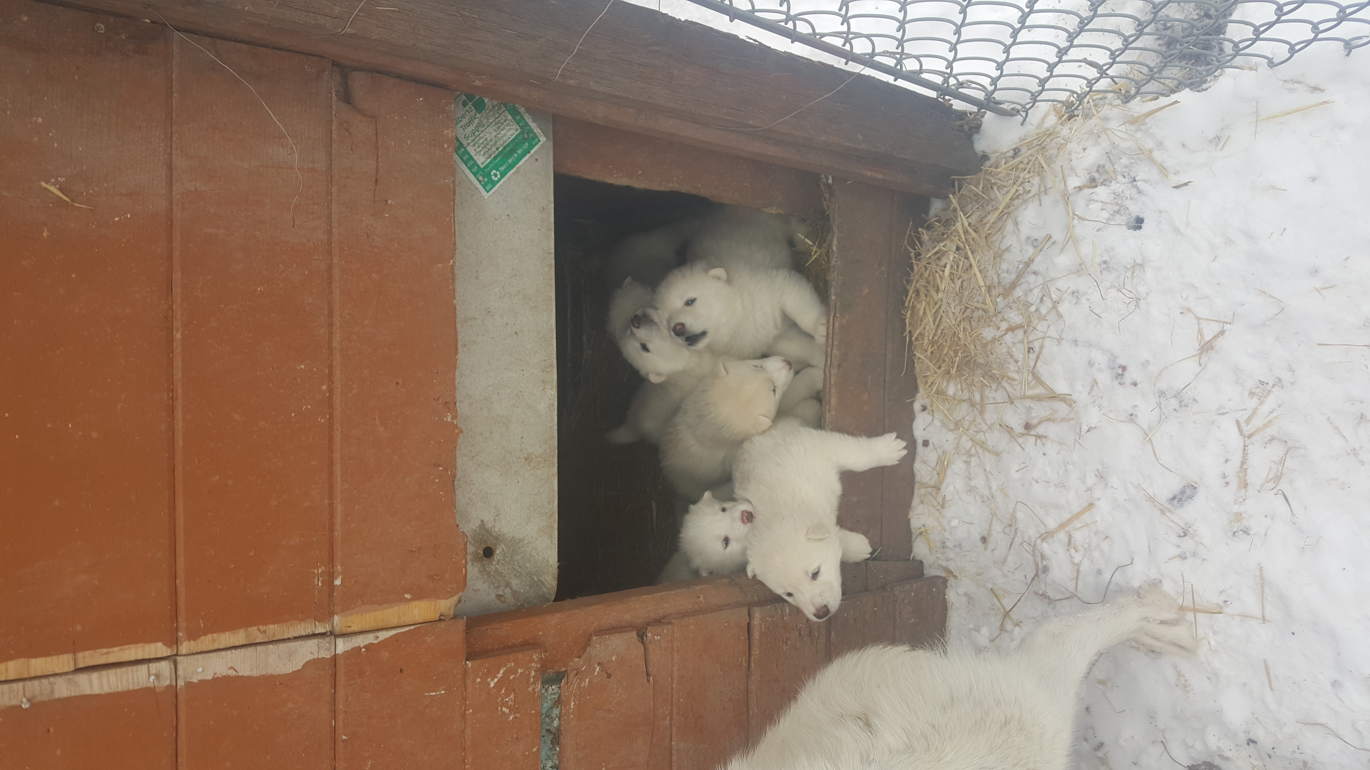 New litter of Puppies Ready for homes April 15 2024