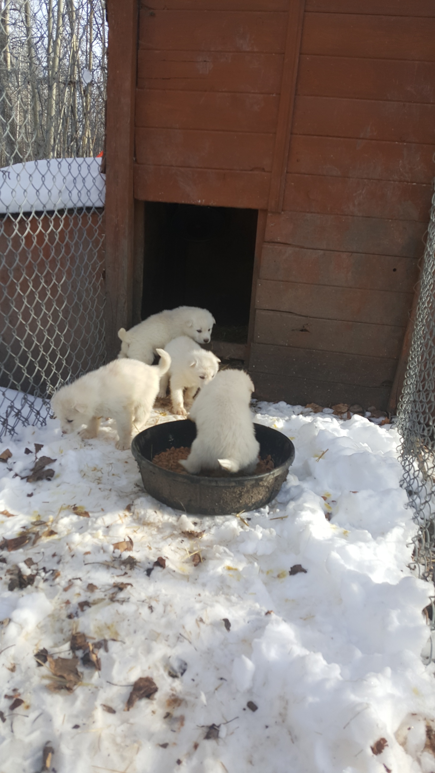 New litter of Puppies Ready for homes April 15 2024