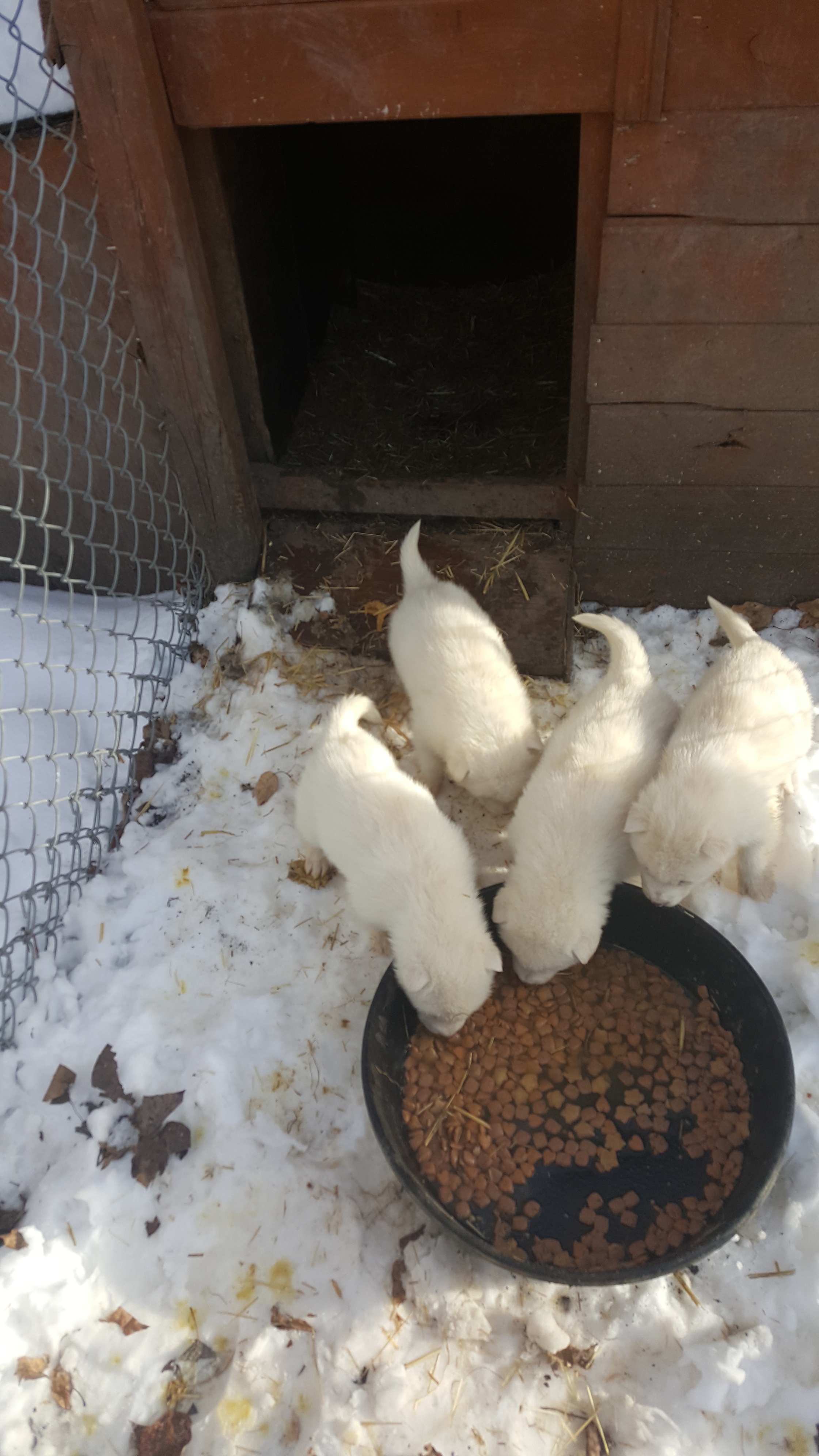 New litter of Puppies Ready for homes April 15 2024