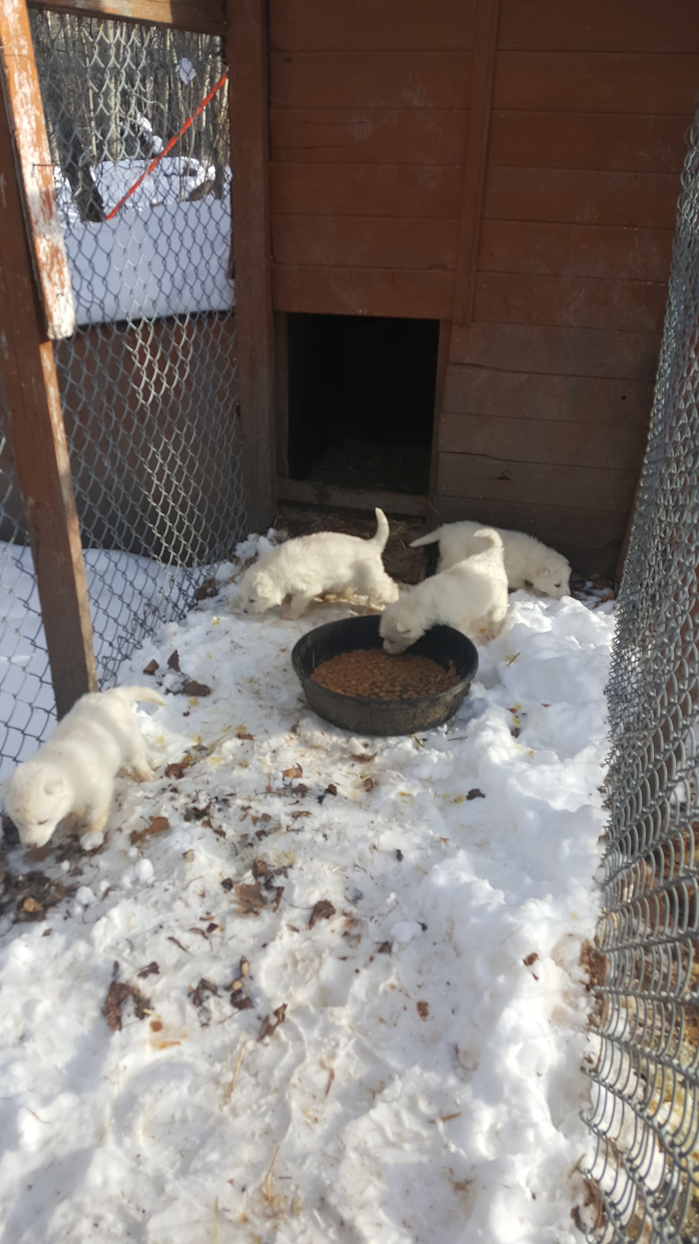 New litter of Puppies Ready for homes April 15 2024