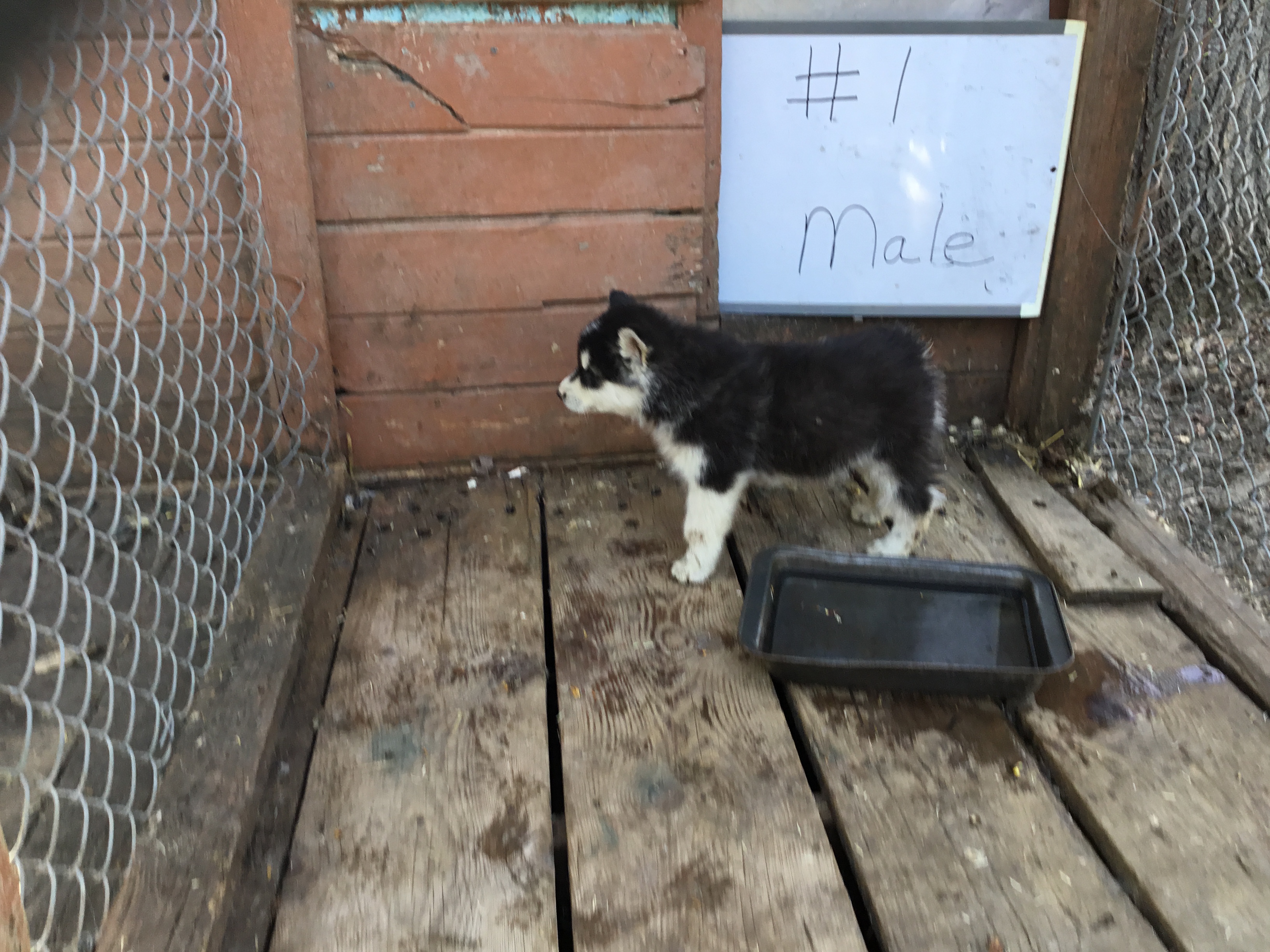 Pup 1 male Due for forever home May 15 2023