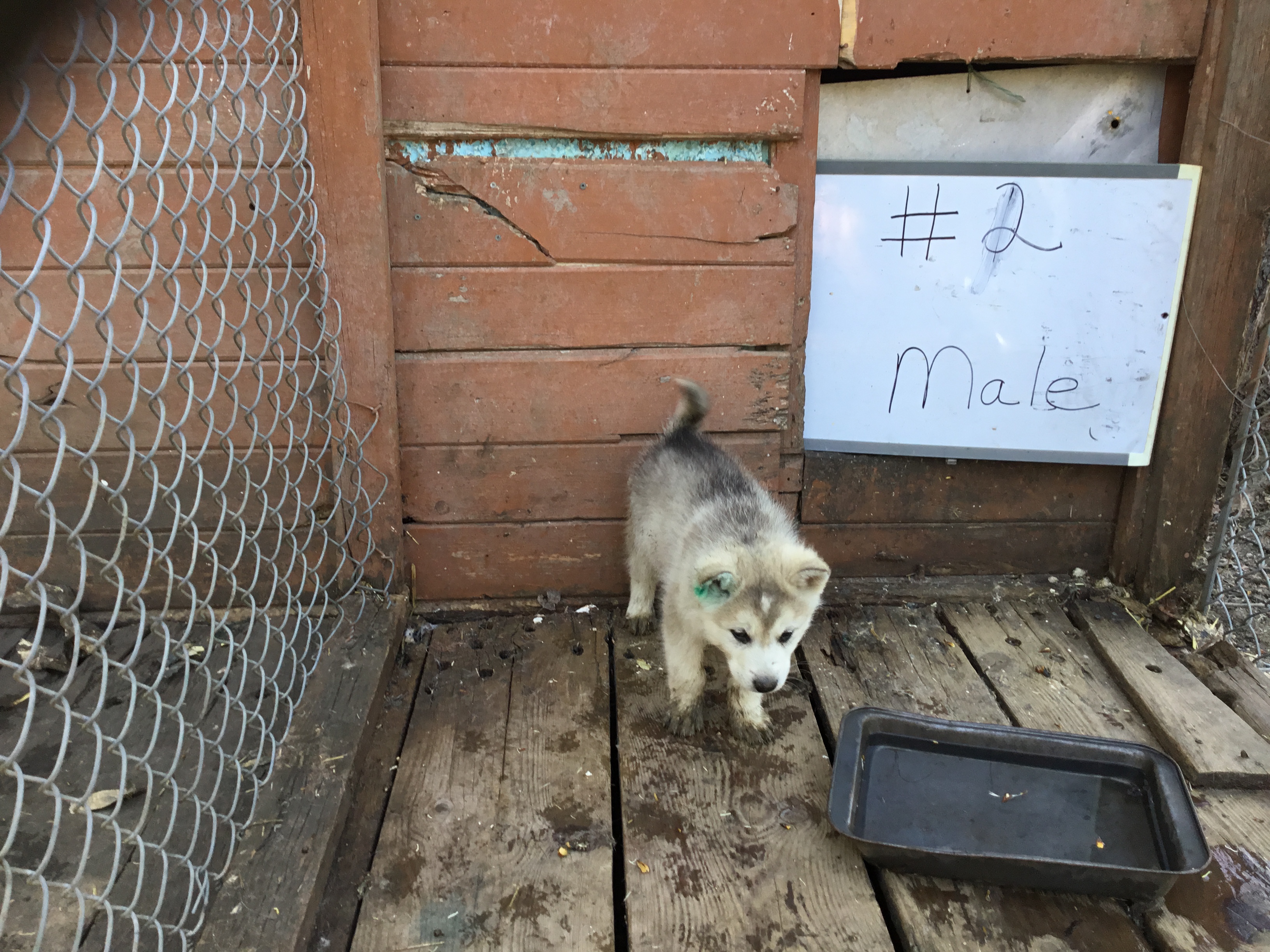 Pup 2 male Due for forever home May 15 2023