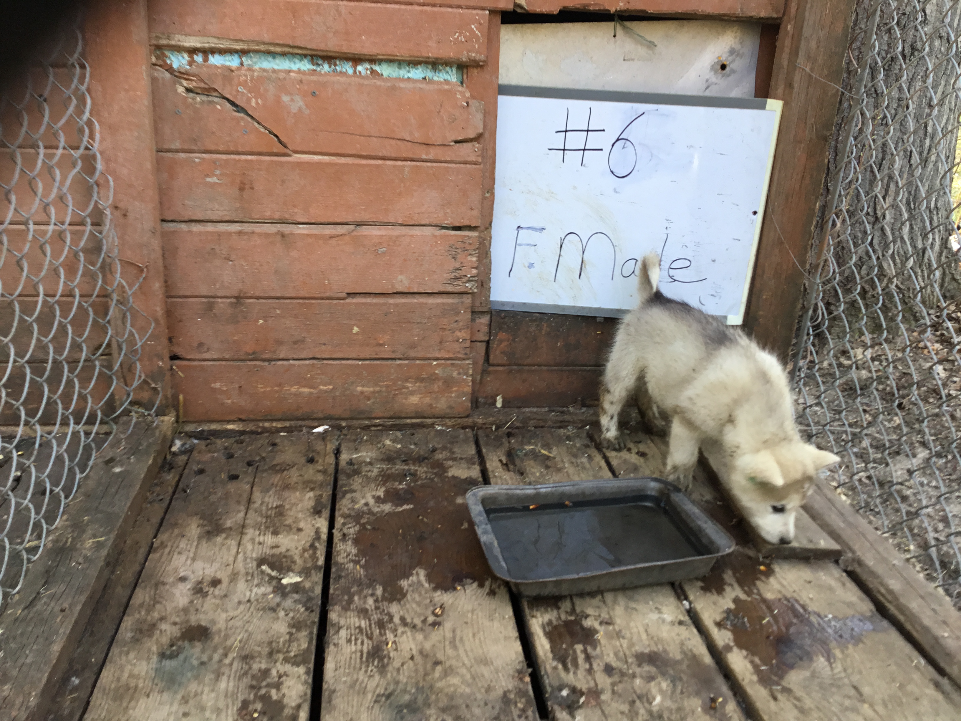 Pup 6 female Due for forever home May 15 2023