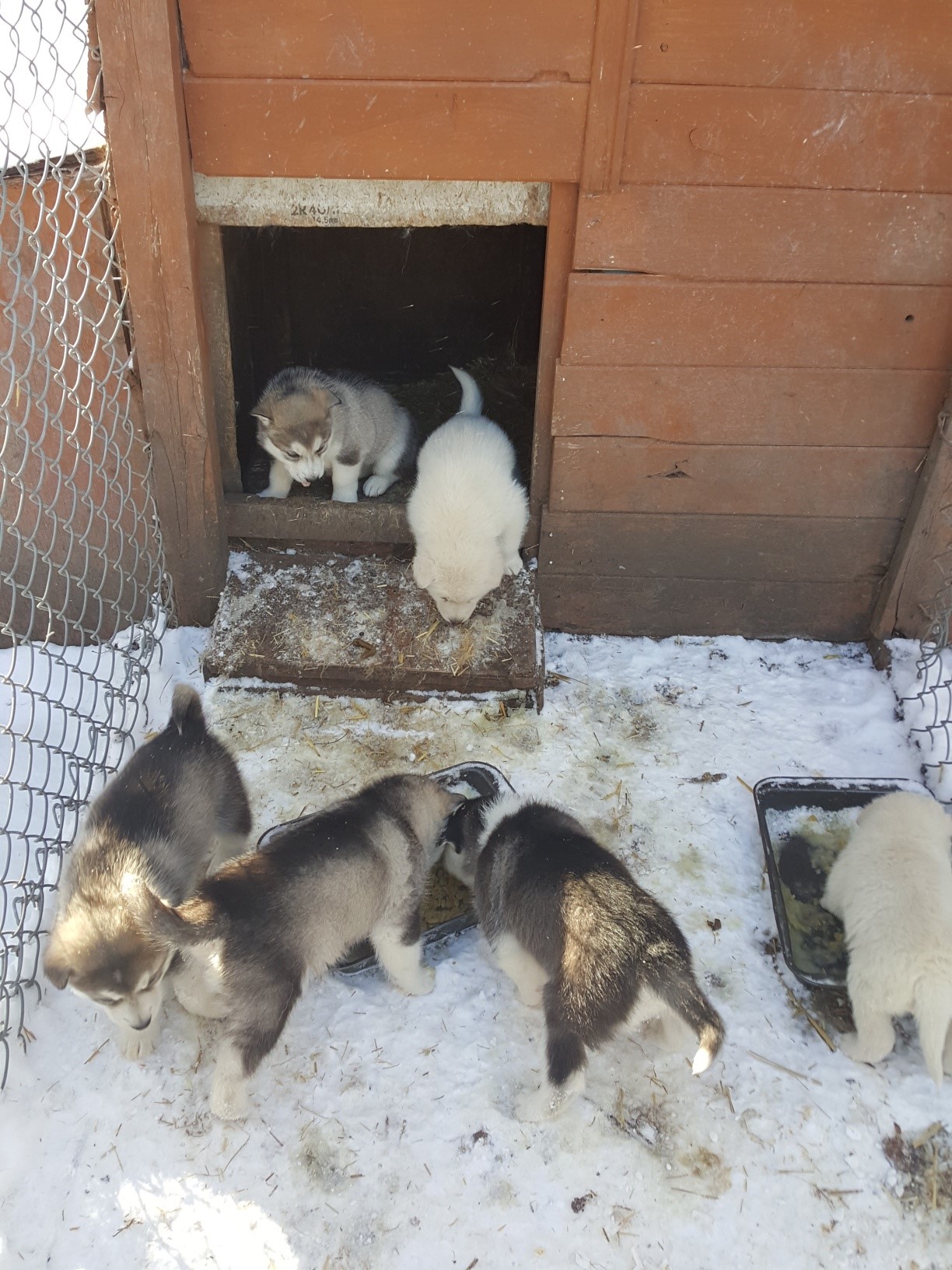 Malamute Pups Ready April 18, 2022