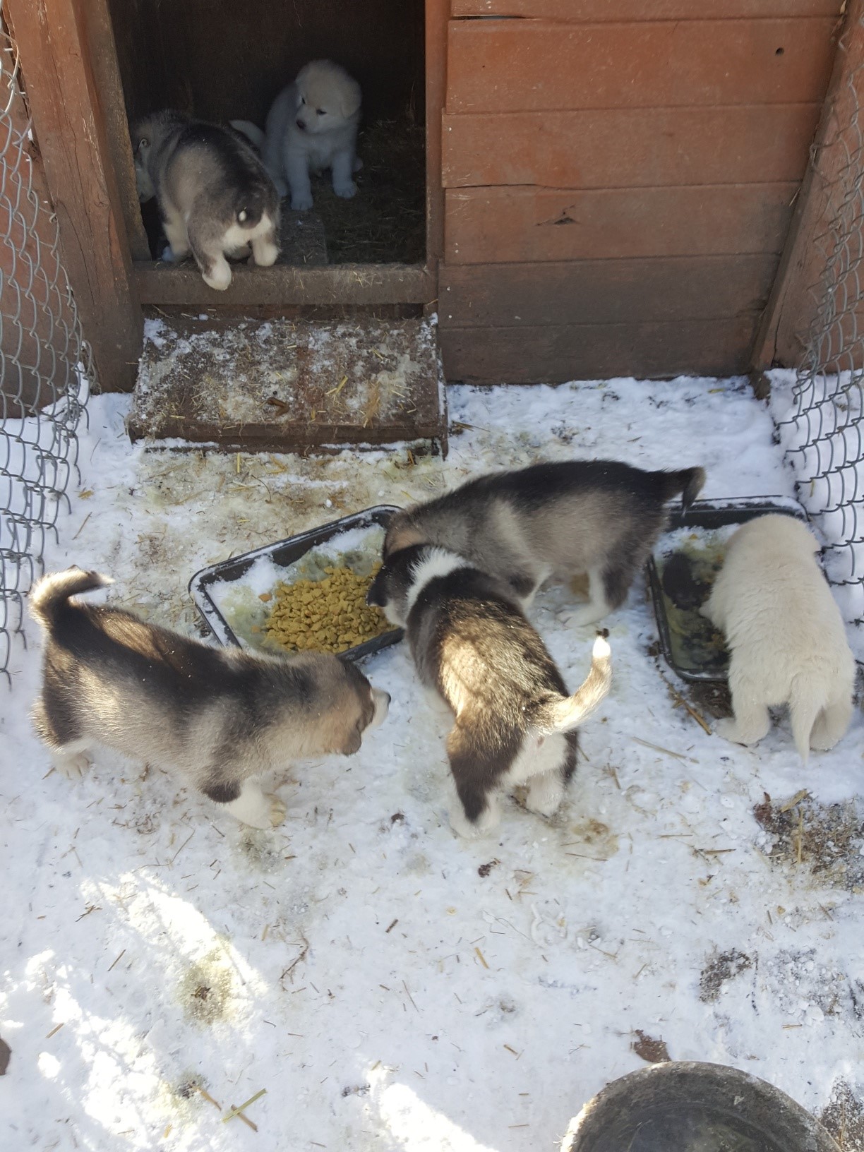 Malamute Pups Ready April 18, 2022