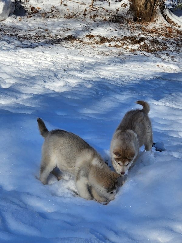 Two puppies in the snow