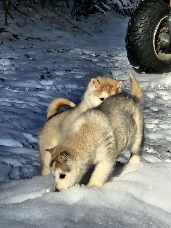 Two puppies in the snow
